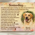 Someday labrador