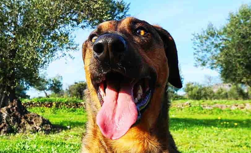 Belgian Shepherd Malinois Labrador Retriever Mix 1 belgian shepherd malinois labrador retriever mix