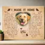 I made it home labrador